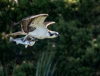 Osprey and Sea Trout