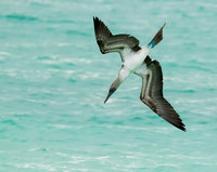 Blue-footed Booby Diving
