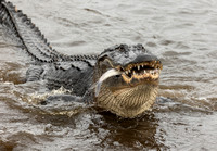 American Alligator with Gizzard Shad