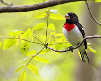 Rose-breasted Grosbeak