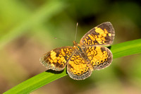 Pearl Crescent