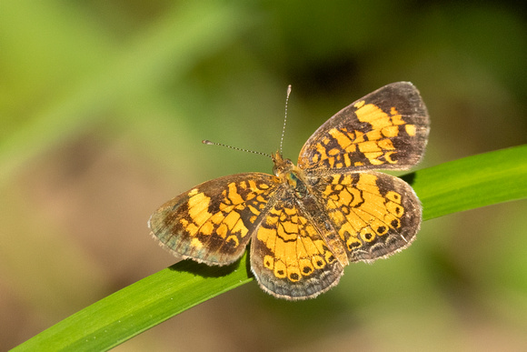 Pearl Crescent