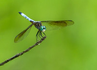 Blue Dasher