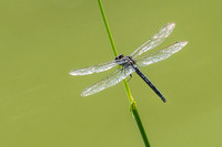 Slaty Skimmer