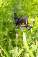 Pipevine Swallowtail