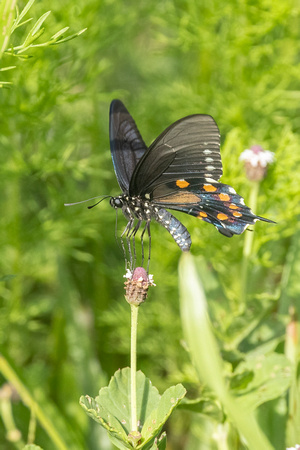 Pipevine Swallowtail