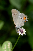 Gray Hairstreak