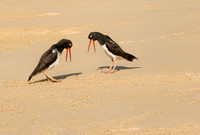 American Oystercatcher Greeting