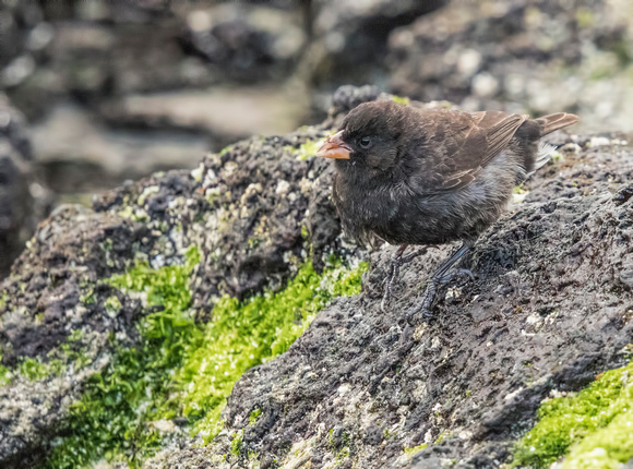 Medium Ground Finch (male)