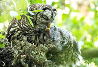 The Wildlife of the Central Ridge Park, Beverly Hills, Florida