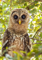 Barred Owl Fledgling