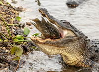 American Alligator with Tilapia