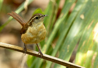 Carolina Wren