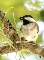 Carolina Chickadee