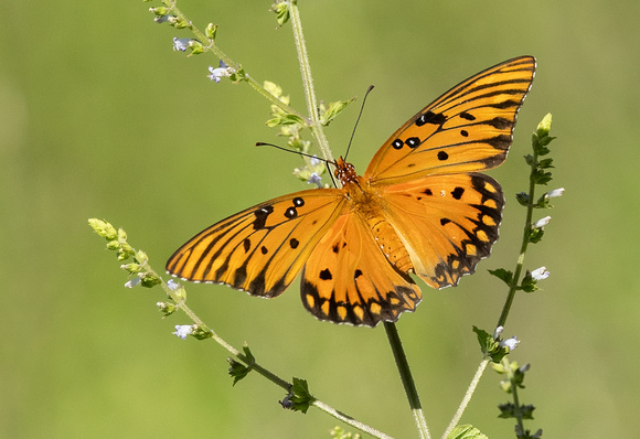 Gulf Fritillary