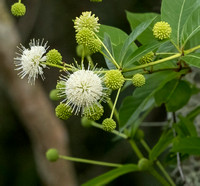 Buttonbush