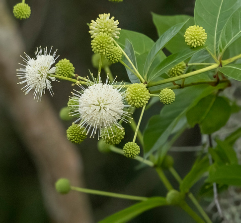 Buttonbush