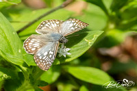 Tropical Checkered Skipper