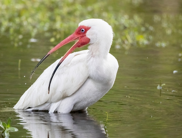 White Ibis