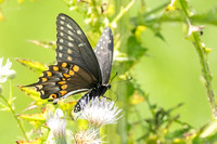 Black Swallowtail