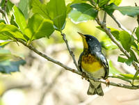 Northern Parula Warbler