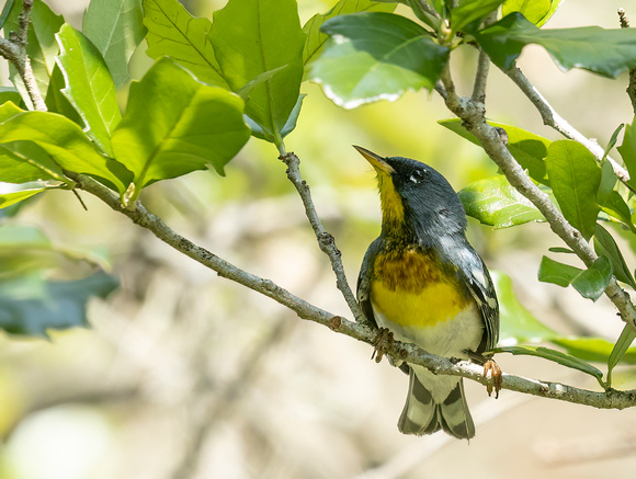 Northern Parula Warbler