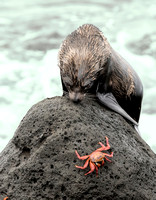 Fur Seal