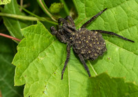 Wolf Spider and Spiderlings