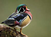 Wood Duck