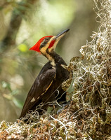 Pileated Woodpecker