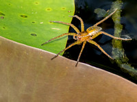 Six-spotted Fishing Spider