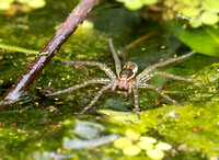 Six-spotted Fishing Spider