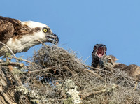 Osprey with young
